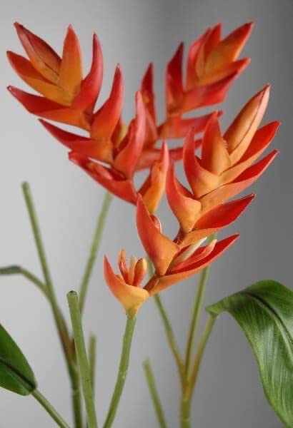 Siddhi Vinayak Gallary® Bird of paradise flower bulbs for Your Garden | orange with red shade Bird of paradise Flowering Plants Seeds | Summer Flowering Seeds for Planters pack of 1 bulb (B0C1ZHXV23) Amazon Price History, Amazon Price Tracker