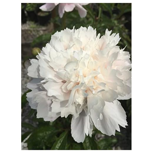 Shirley Temple Garden Peony: Paeonia lactiflora - 1 Bulbs