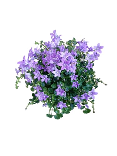 Campanula de Sol Planta de Exterior con Alta Resistencia y Belleza Única