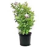 Ann Japanese Magnolia Live Tree, 7 Gallon Potted, Purple Flowers – Ideal for Small Gardens | Arbor Day Foundation (Due to Agricultural Laws, Unavailable to CA, AZ)