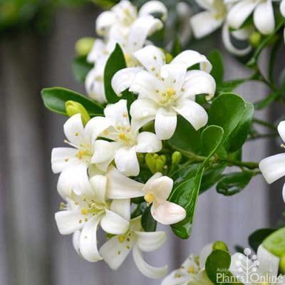 Image of Madhukamini Live Plant (Murraya Paniculata) with Pot | Orange Jasmine Highly Fragrant Evergreen Flowering Plant | Indoor & Outdoor Home Garden Decor | Air Purifying Ornamental Plant