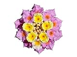 25 Samen Wandelröschen (Lantana camara)