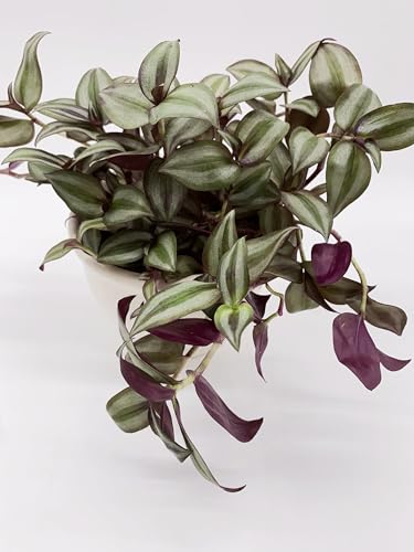 Zebrakraut Tradescantia zebrina - Luftreinigende Zimmerpflanze, Pflegeleicht und Schnellwachsend ⌀13' Topf