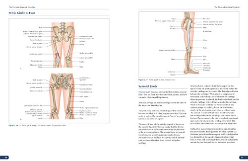The Concise Book of Muscles Fourth Edition