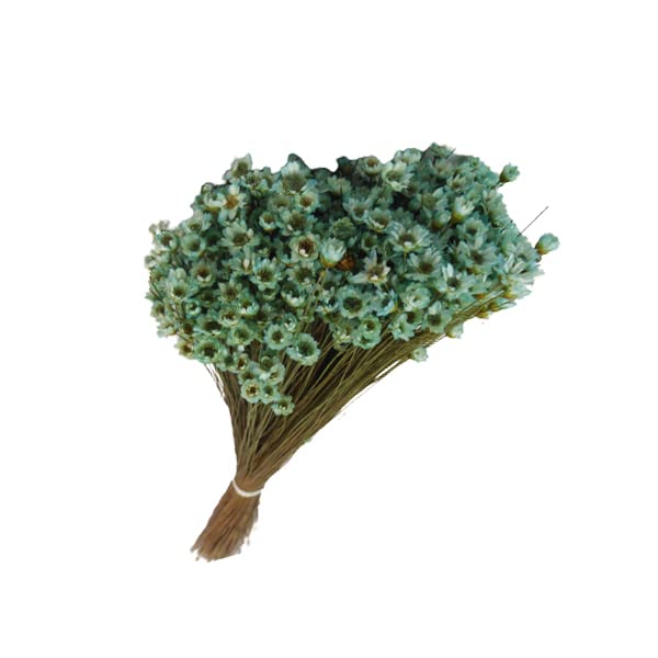 Zelda Glixia Marcela Fiori Secchi - Mazzo 50g Per Composizioni Floreali, Celeste