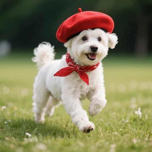 Set Disfraz Artista para Perro Boina Roja y Pañuelo miniatura 4