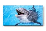 Sinus Art Wandbild 100x50cm Freundlicher Delfin in klarem 