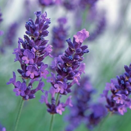 Carbeth Plants Lavender Angustifolia Purple 6 Pack - English Lavender Fragrant Hardy Perennial Plants - Drought Tolerant & Pollinator Friendly Shrubs - Ideal for Borders, Containers & Sensory Gardens