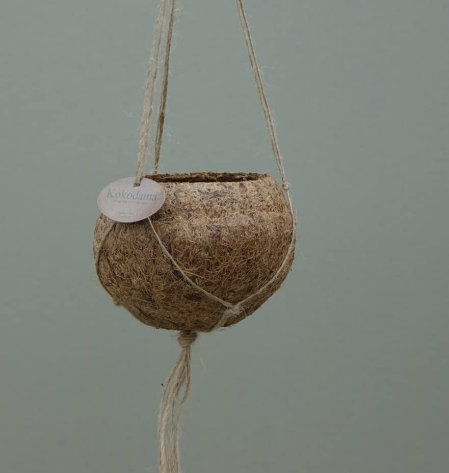 CAMBRIDGE BEE Kokodama Hanging Pot 12 cm - diam