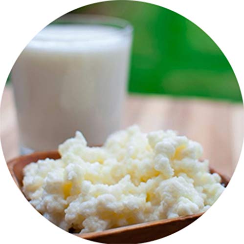 Organic and Original Milk Kefir Lebanese Grains - Fresh Live Active Probiotic Starter Cultures (3 TBSP)