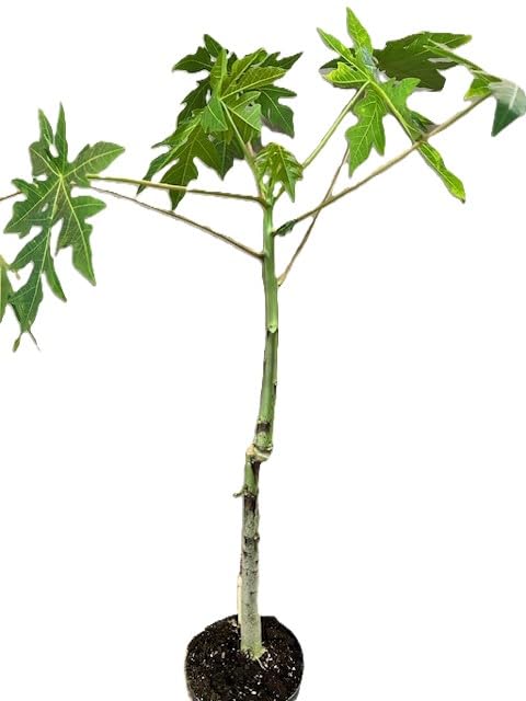 Pianta Vera di Papaya in Vaso, Altezza 70-80 cm, Vaso 14 cm