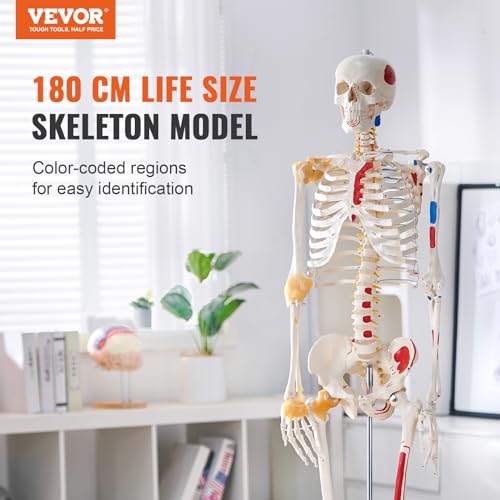 Image of VEVOR Human Skeleton Model for Anatomy, 71.65 inch Life Size, Accurate PVC Anatomy Skeleton Model with Ligaments, Movable Arms, Legs & Jaw, with Muscle Origin & Insertion Points, for Professional Teaching