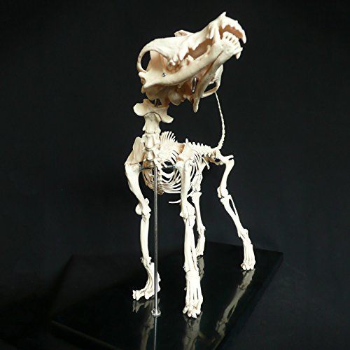 Aphrodite Anatomical Dog/Canine Skeleton Education Model - Medical Veterinary Anatomy By East #TOP5