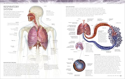 The Human Body Coloring Book: The Ultimate Anatomy Study Guide, Second Edition (DK Human Body Guides) - Image 6