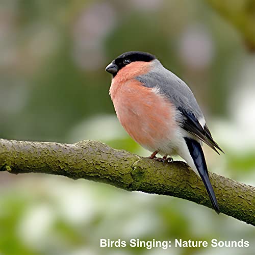 Dawn Chorus: Bird Song Springtime