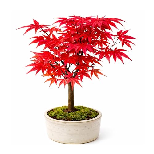 Japanese Maple Bonsai Tree Acer Palmatum Deshojo Outdoor Bonsai 4-5 Years Old Bright Red Spring Leaves 12 cm Pot Gift for Garden & Bonsai Lovers