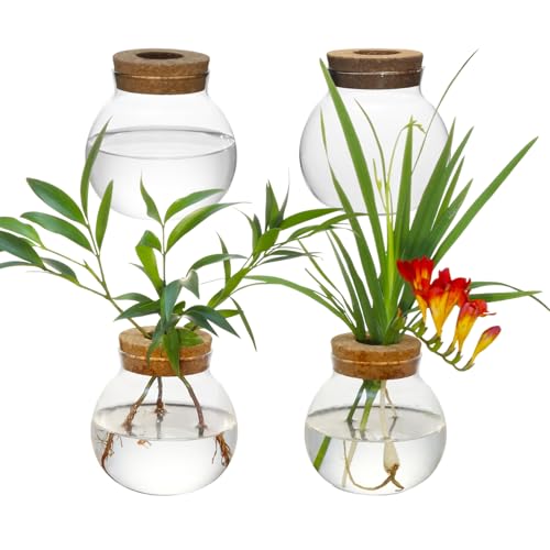 Plant Propagation Station - Glass Terrarium Vase Set of 4