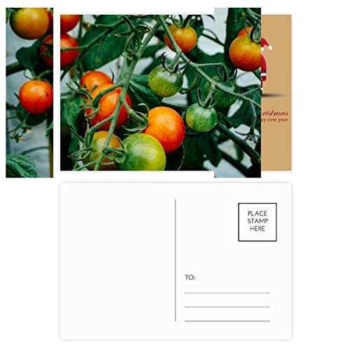 Cartes postales pour arbre fruitier au verger familial lot de 20