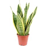 Bogenhanf - echte Zimmerpflanze, Sansevieria trifasciata Laurentii - Höhe ca. 35 cm, Topf-Ø 12 cm