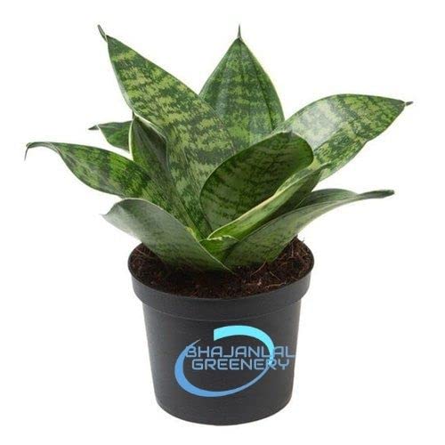BHAJANLAL GREENERY® Sansevieria Snake Green Sansevieria Plant with Pot (B08BWKZGJR) Amazon Price History, Amazon Price Tracker