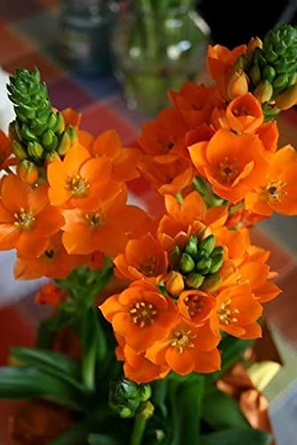Ritz Farming Ornithogalum/Chincherinchee Flower Bulbs Orange Imported Veriety flower bulbs combo pack for Garden & Outdoors (Pack of 2 Flower Bulbs) (B09B1LL11Q) Amazon Price History, Amazon Price Tracker