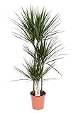 Wasserbedarf: Gärtnerei VDA Plant - Dracaena Marginata, Drachenbaum - 120cm hoch, ø21cm Topfgröße - Große Zimmerpflanze, Tropische Palme - Frisch aus der Gärtnerei, Luftreinigend, Pflegeleicht