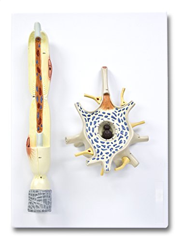 Image of Neuron Model - 2500X Enlarged, Labeled Diagram Included, Perfect for Students & Educators