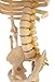 American Educational Skeleton Model with Nerves, 34