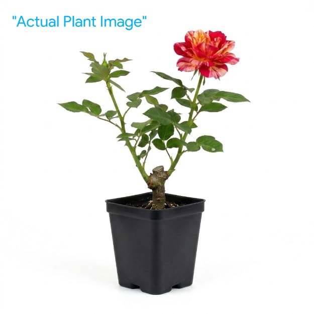 Image of Original Dark Pink Rose Live Plant with Black Pot Fragrant Flowering Shrub | All Season Outdoor Plant for Home Garden Balcony Terrace | Decorative Gift Rose Plant Pack of 1