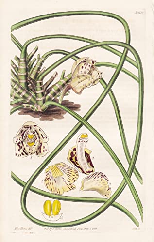 Maxillaria Steelii. Mr. Steele's Maxillaria. Tab. 3573 - Guyana / Orchidee orchid / Pflanze Planzen plant plants / flower flowers Blume Blumen / botanical Botanik botany / aus 