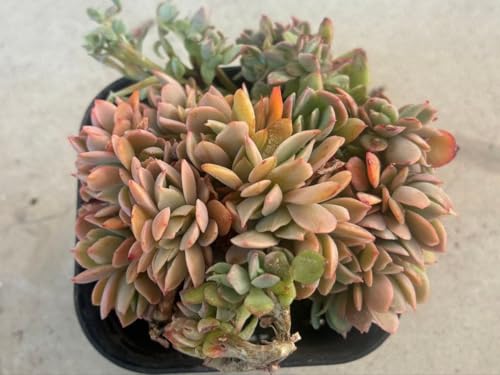 綴化」の人気商品一覧 | 安い商品を通販サイトから探す - 価格.com