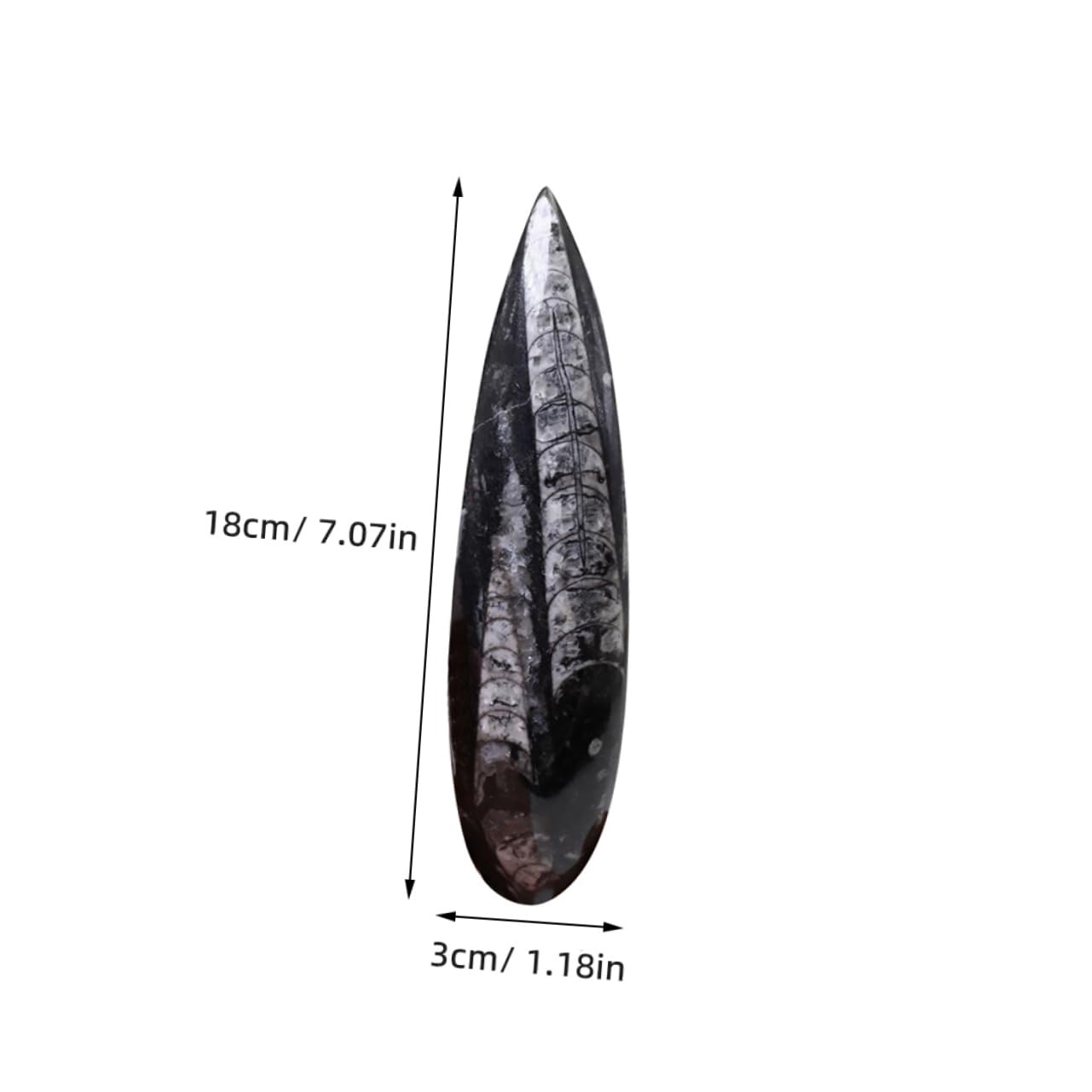 VICASKY Fósil Orthoceras Decoración Paleontológica Natural Para Estudiantes y Coleccionistas En Aula y Exhibición Científica