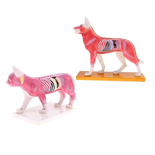 Modèle d'acupuncture chien et chat avec méridiens précis et double face