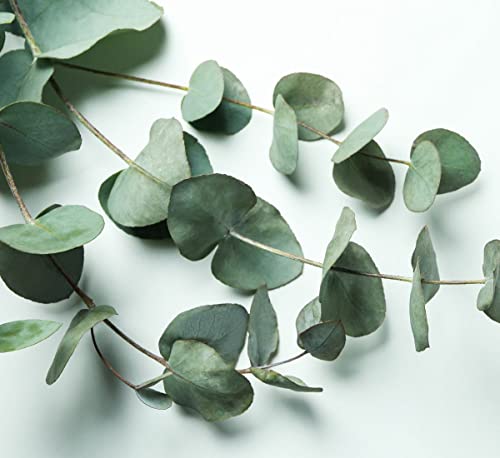 Live Baby Blue Eucalyptus Potted Plant For Planting, 4 Inches In Tall #TOP7