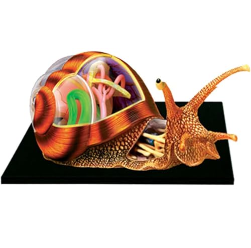 Fgtgwfc 20972 4D Snails Anatomy Skeleton Model, Animal Anatomy 32 Bodies And Detachable Parts Of The Model Anatomical Model cover