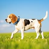 TSPRO Premium Hundehalsband mit Griff Dickes Verstellbares Taktisches Hundehalsband Schwere Ausführung Schnellverschluss Metallschnalle für Mittelgroße bis Große Hunde (Rot M)