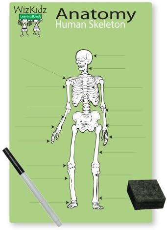 WhizKidz Dry-Erase Learning Poster/Placemat: Mr. Bones/Human Skeleton 8.5" x 11"