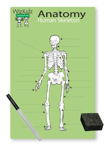 WhizKidz Dry-Erase Learning Poster/Placemat: Mr. Bones/Human Skeleton 8.5" x 11"