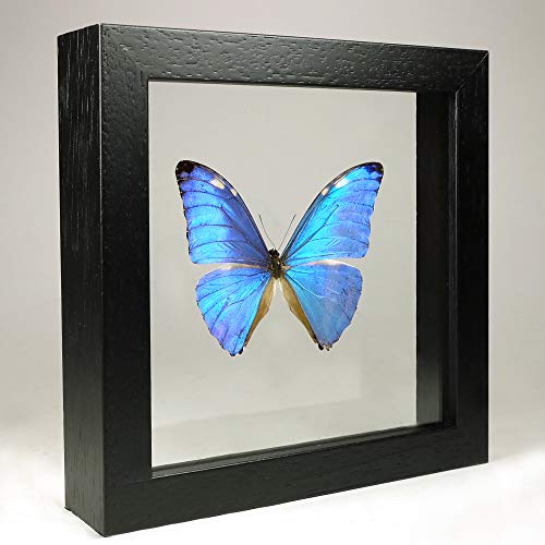 Morpho zephyritis papillon taxidermie cadre verre double bois noir artisanal