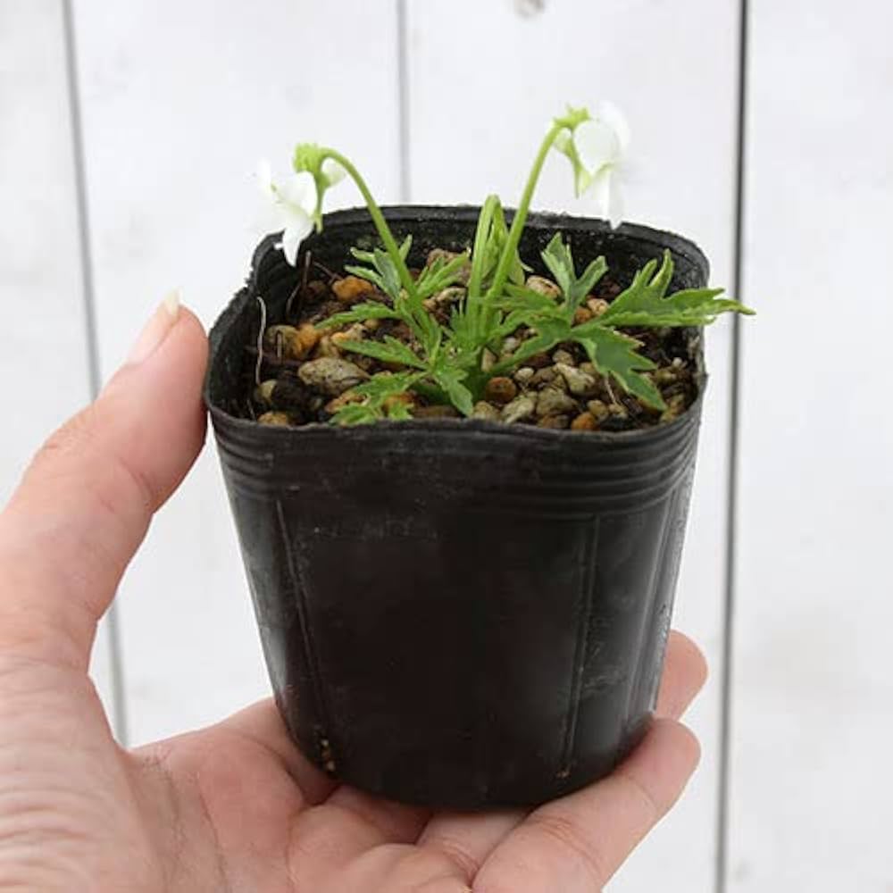 Amazon.co.jp: （山野草）スミレ（菫）ヒラツカスミレ シロヅル