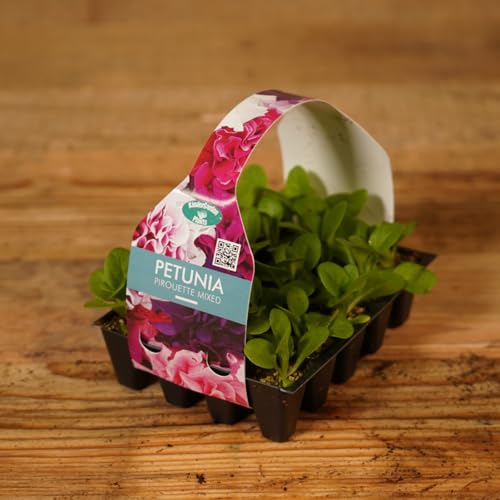 Plug Plants Petunia Pirouette Mix - 20 Plants Per Tray - Ready to Grow On Bedding Plugs - Summer Flowering Plants Ideal for Containers, Patio Pots and Beds or Borders - 1 Pack