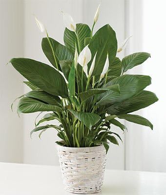 Mini Bucket of Love - Funeral Flower Arrangements - Funeral Plants - Same Day Funeral Flowers - Condolence Flowers