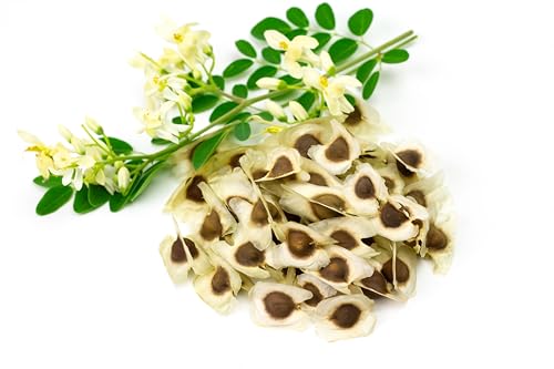 Moringa Seeds 25ct Moringa Oleifera Seeds - Moringa Tree Seeds - Drumstick Tree Seeds - Malunggay - Non-GMO Seeds - Hight Germination Rates - Freshly Harvested - Natural - Large Size - PKM1 Variety