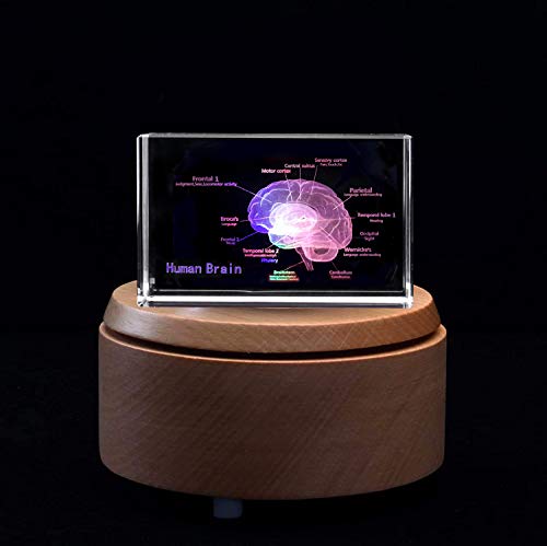 3D Human Brain With Labels Anatomical Model Paperweight(Laser Etched) In Crystal Glass Cube Science Gift (Included Led Base) #TOP2