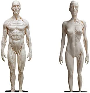 Educational Model Human Body Anatomy Figure 2Pcs Human Muscle Skeleton Anatomical Model PU Material Human Anatomical Muscle Bone Model,Medical Models