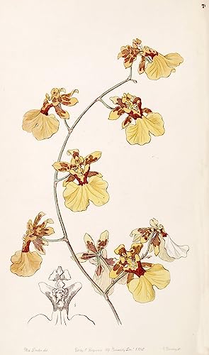 Tableau Oncidium Reflexum impression d'art sur toile affiche 60x90cm