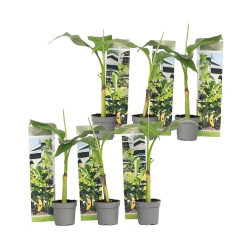 Plant in a Box - Musa Basjoo - Set de 6 - Bananier tropica rustique plante - Plante de jardin - Pot 9cm - Hauteur 25-40cm