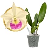 Better-Gro Cattleya Hybrid BLC. Hawaii Stars, 4" Bagg Baby Live Plant