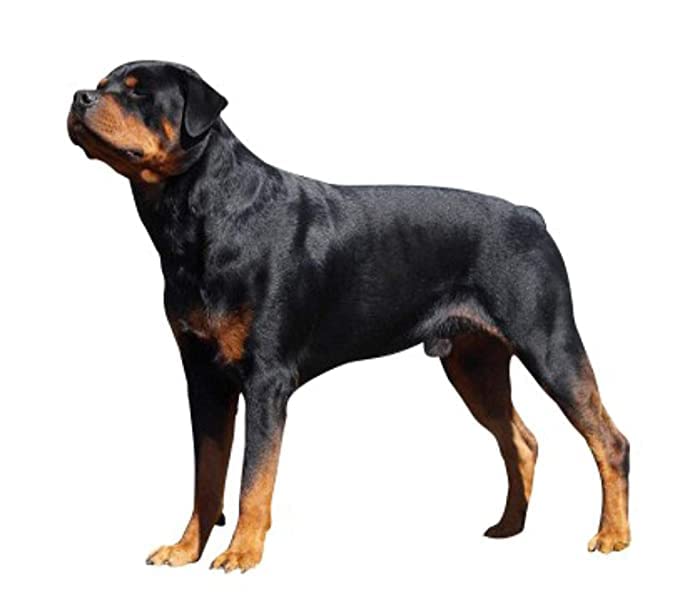 Image of RvPaws Dog Metal Chain Silver Heavy Weight Dogs Leash Chain, Heavy Duty Dog Chain with Heavy Hook (L - 60inch) for Medium and Puppy Dogs