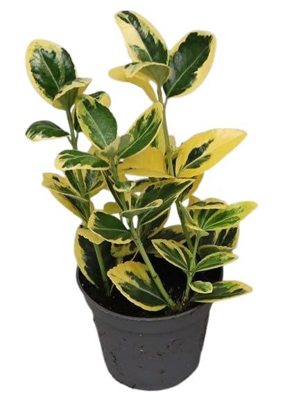 Arbusto de Euonymus Variegata – Planta Viva con Hojas Decorativas Ideal para Bordes y Setos